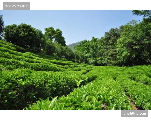 通讯:梅州客家主场启用新建成的专业级草坪,获双方教练好评 通讯:梅州客家主场启用新建成的专业级草坪,获双方教练好评